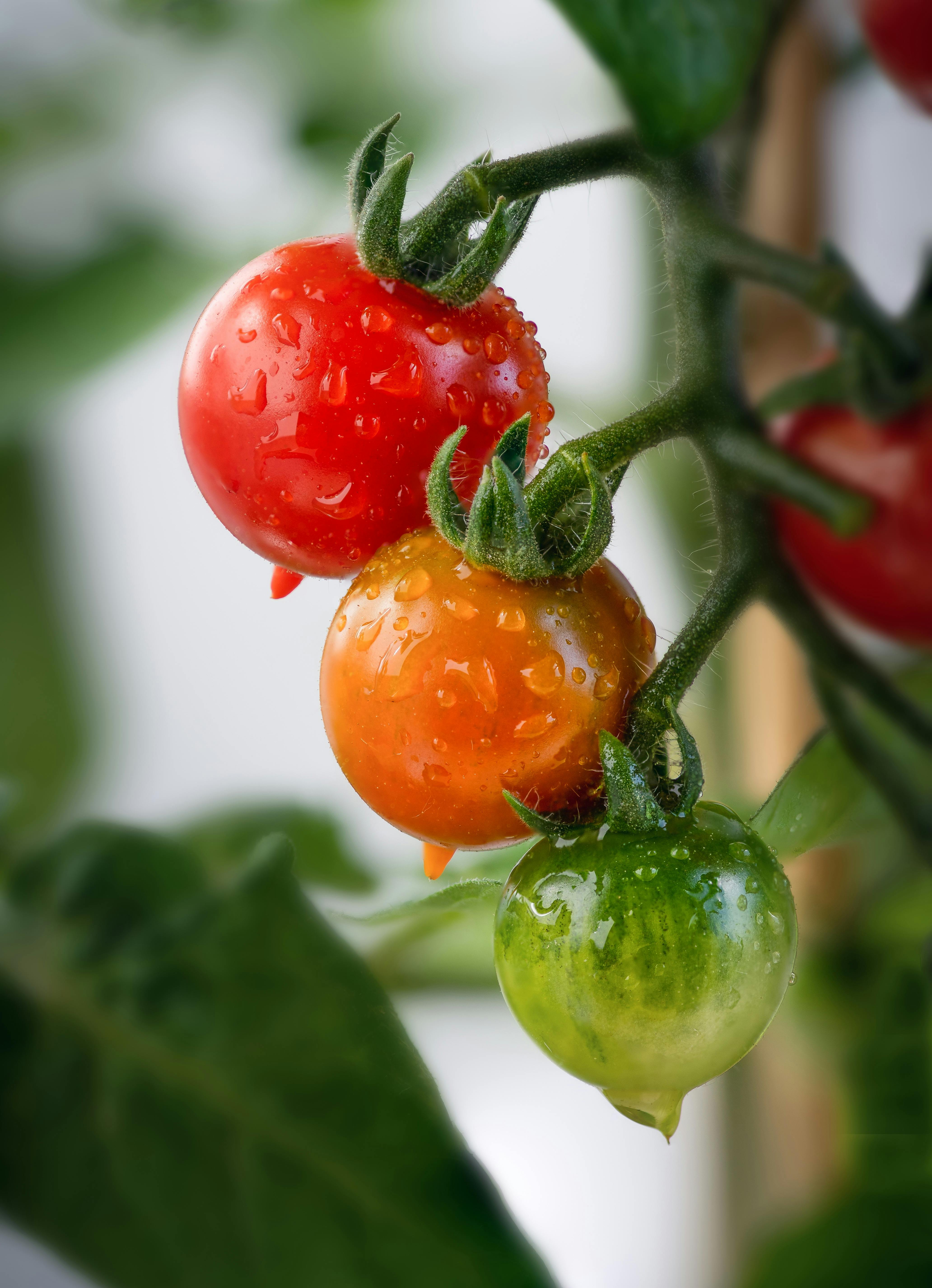 Effective Ways to Pickle Peppers in 2025 for Flavorful Results