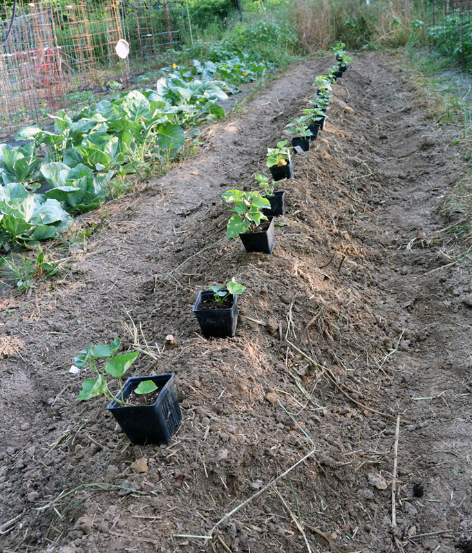 Planting Sweet Potatoes