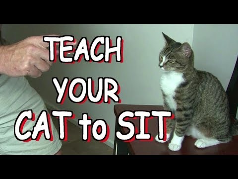 Cat Training