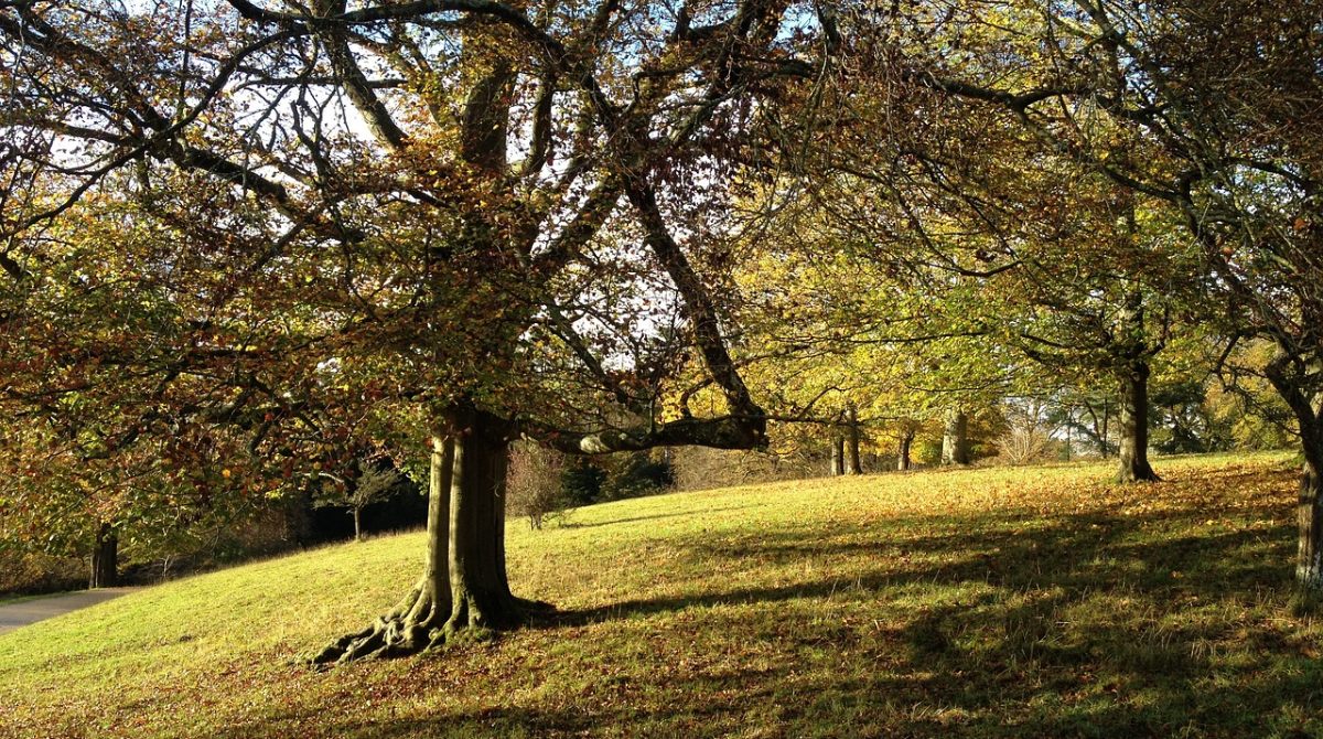 Tree Characteristics