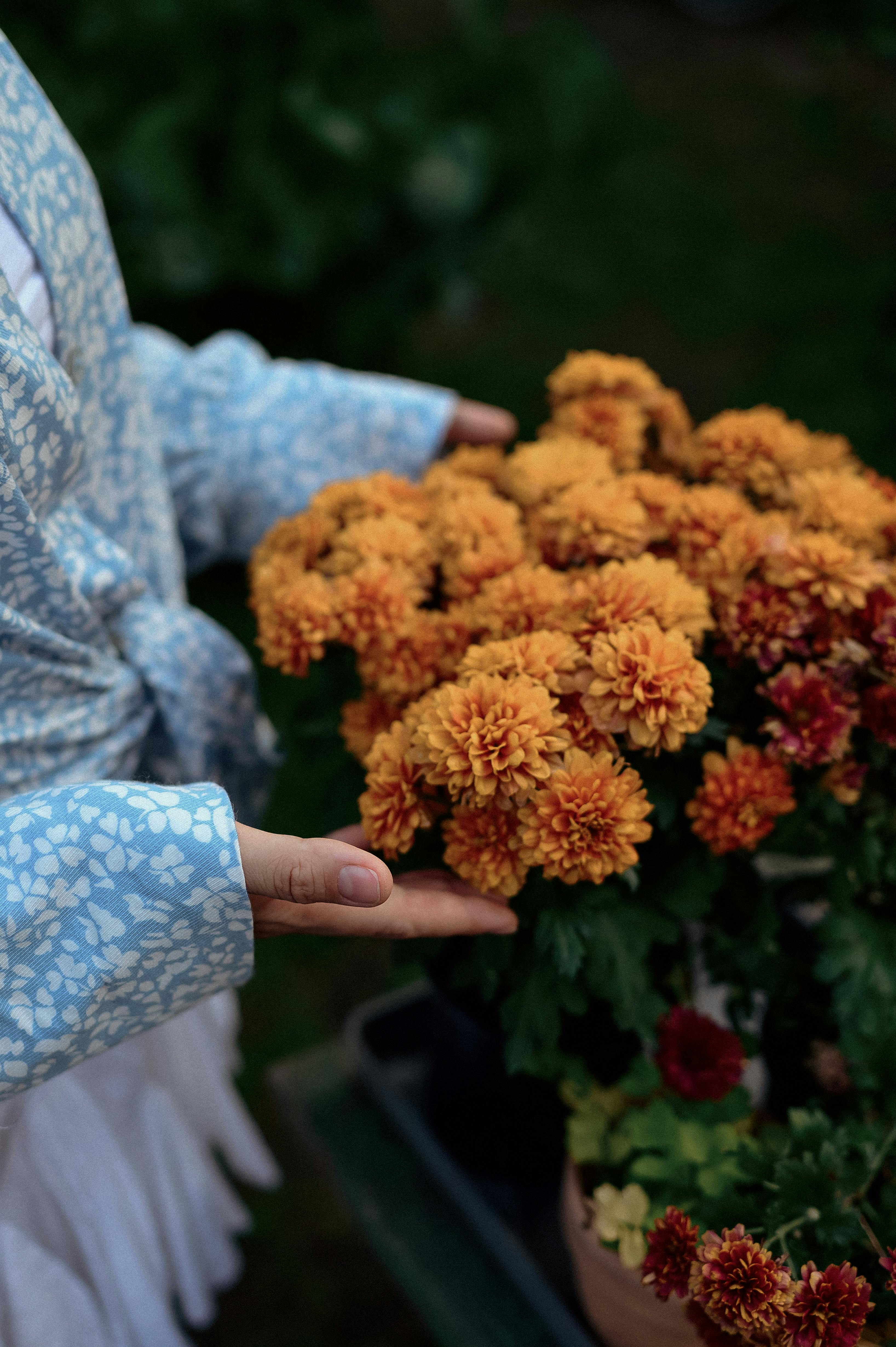 Mum Plant Care