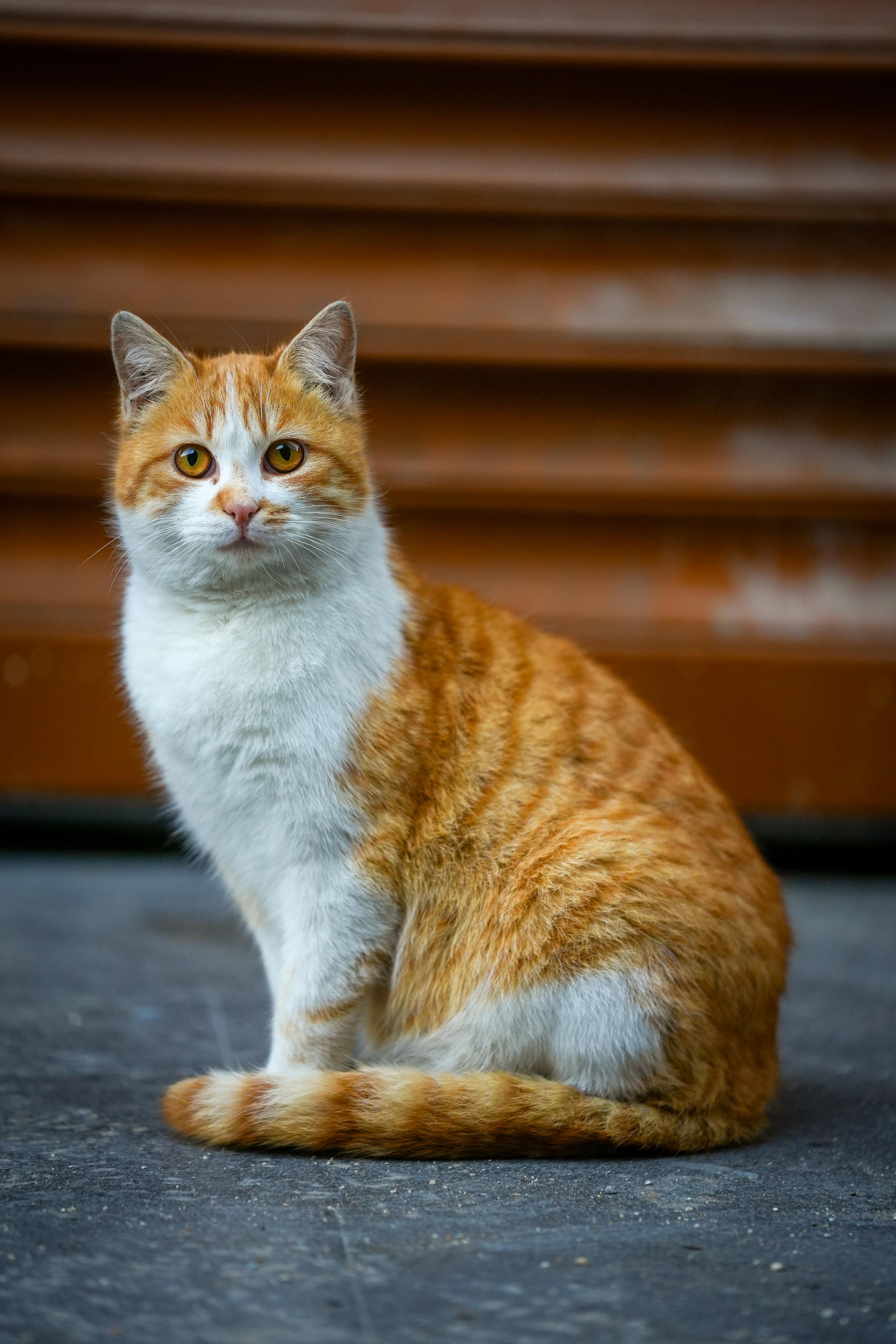 Helping a Constipated Cat